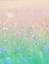 花畑1