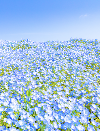 花畑2