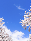 桜満開1
